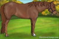 Horse Color:Chestnut 