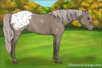 Horse Color:Silver Grullo Appaloosa Rabicano