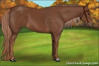 Horse Color:Chestnut 