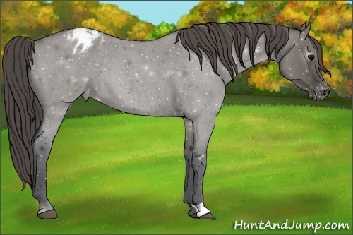 Horse Color:Grullo Roan Blanket 