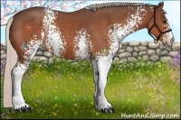 Horse Color:White Spotted Silver Bay Roan 