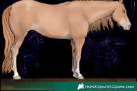 Horse Color:Gold Champagne Tobiano