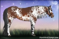 Horse Color:White Spotted Bay 