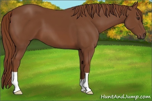 Horse Color:Chestnut 