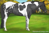 Horse Color:Black Tobiano Appaloosa Rabicano 