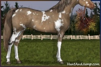 Horse Color:White Spotted Liver Red Dun Rabicano