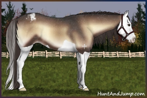 Horse Color:Liver Red Onyx Splash Varnish