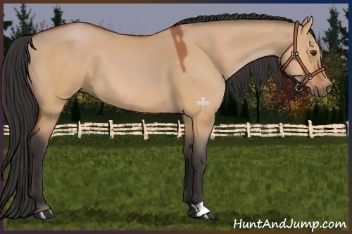 Horse Color:Bay Dun