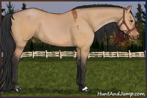 Horse Color:Bay Dun 
