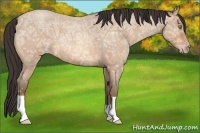 Horse Color:Amber Champagne Ice Roan