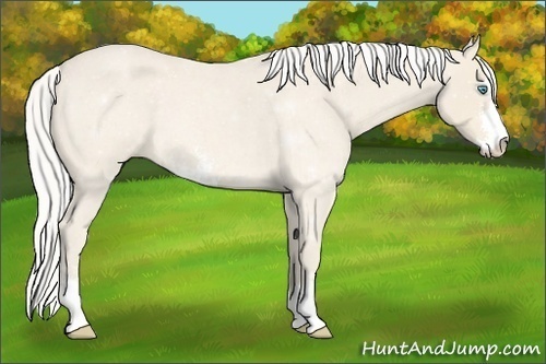 Horse Color:Silver Perlino Roan Sabino 