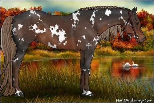 Horse Color:White Spotted Liver Chestnut
