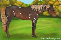 Horse Color:White Spotted Liver Chestnut 