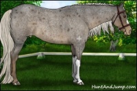 Horse Color:Liver Red Roan Mushroom Varnish 