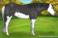 Horse Color:Black Splash