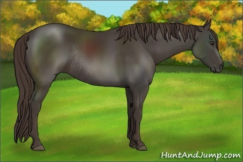 Horse Color:Liver Chestnut Rabicano 