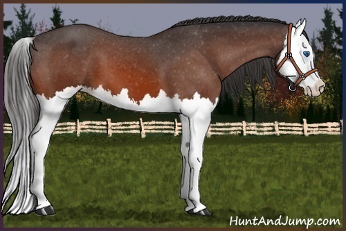 Horse Color:Bay Splash Appaloosa 
