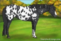 Horse Color:Black Appaloosa 