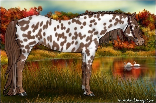 Horse Color:Chestnut Near Leopard