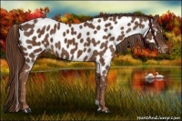Horse Color:Chestnut Near Leopard 