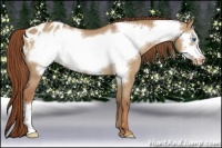 Horse Color:Red Dun Frame Appaloosa Rabicano 