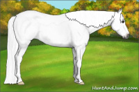 Horse Color:Gray Silver Bay Frame