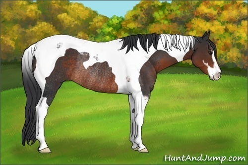 Horse Color:Brown Sabino Tobiano Rabicano