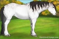 Horse Color:White Spotted Bay Ice Rabicano