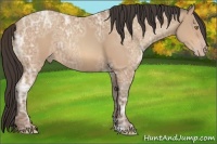 Horse Color:Amber Champagne Ice 