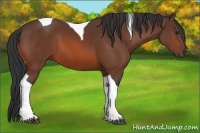 Horse Color:Bay Tobiano
