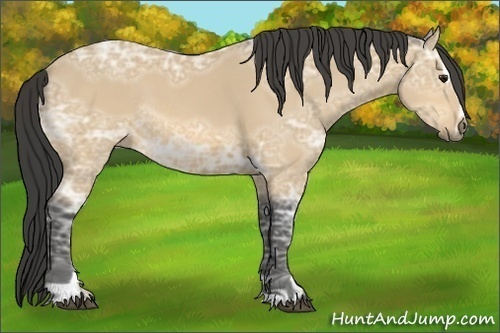 Horse Color:Unknown 