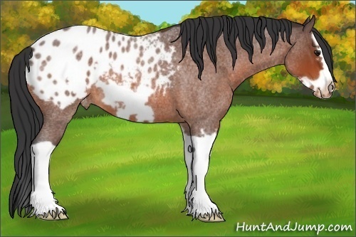 Horse Color:Brown Roan Splash Frame Appaloosa