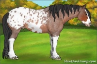 Horse Color:Brown Roan Splash Frame Appaloosa