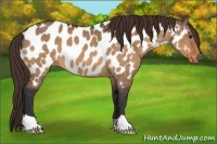 Horse Color:Bay Dun Appaloosa 