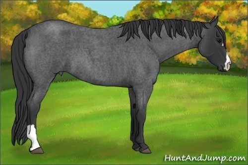 Horse Color:Blue Roan 