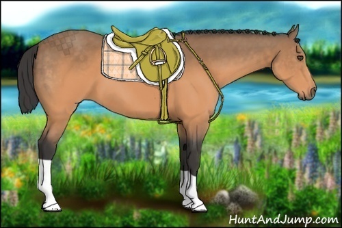 Horse Color:Buckskin 