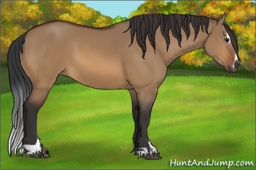 Horse Color:Bay Dun Sabino 