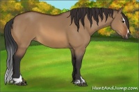 Horse Color:Bay Dun Sabino 