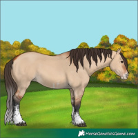 Horse Color:Bay Dun Sabino 