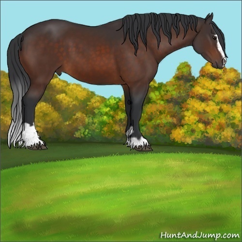 Horse Color:Brown Sabino