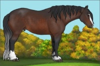 Horse Color:Brown Sabino