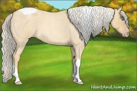 Horse Color:Gold Cream Champagne Roan Tobiano