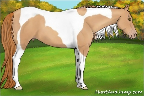 Horse Color:Gold Champagne Tobiano 