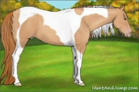 Horse Color:Gold Champagne Tobiano