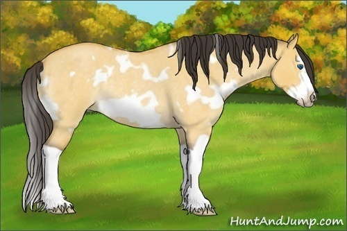 Horse Color:White Spotted Buckskin Roan Dun Splash Frame Rabicano 