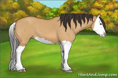 Horse Color:Bay Dun Splash 