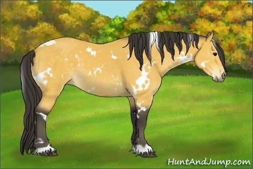 Horse Color:White Spotted Buckskin 