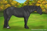 Horse Color:Black Sabino 