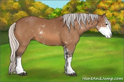 Horse Color:Silver Bay Sabino Rabicano