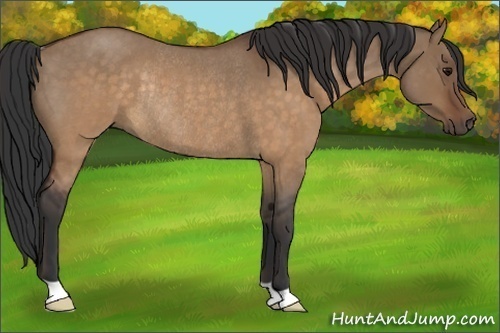 Horse Color:Brown Roan Dun Rabicano 